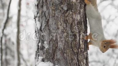 松鼠在冬天的森林里爬树